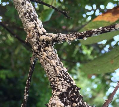 Reeves: Managing crape myrtle bark scale | Randy Reeves ...