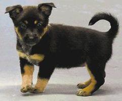 Pets Of The Week Lifestyle News Journal Com