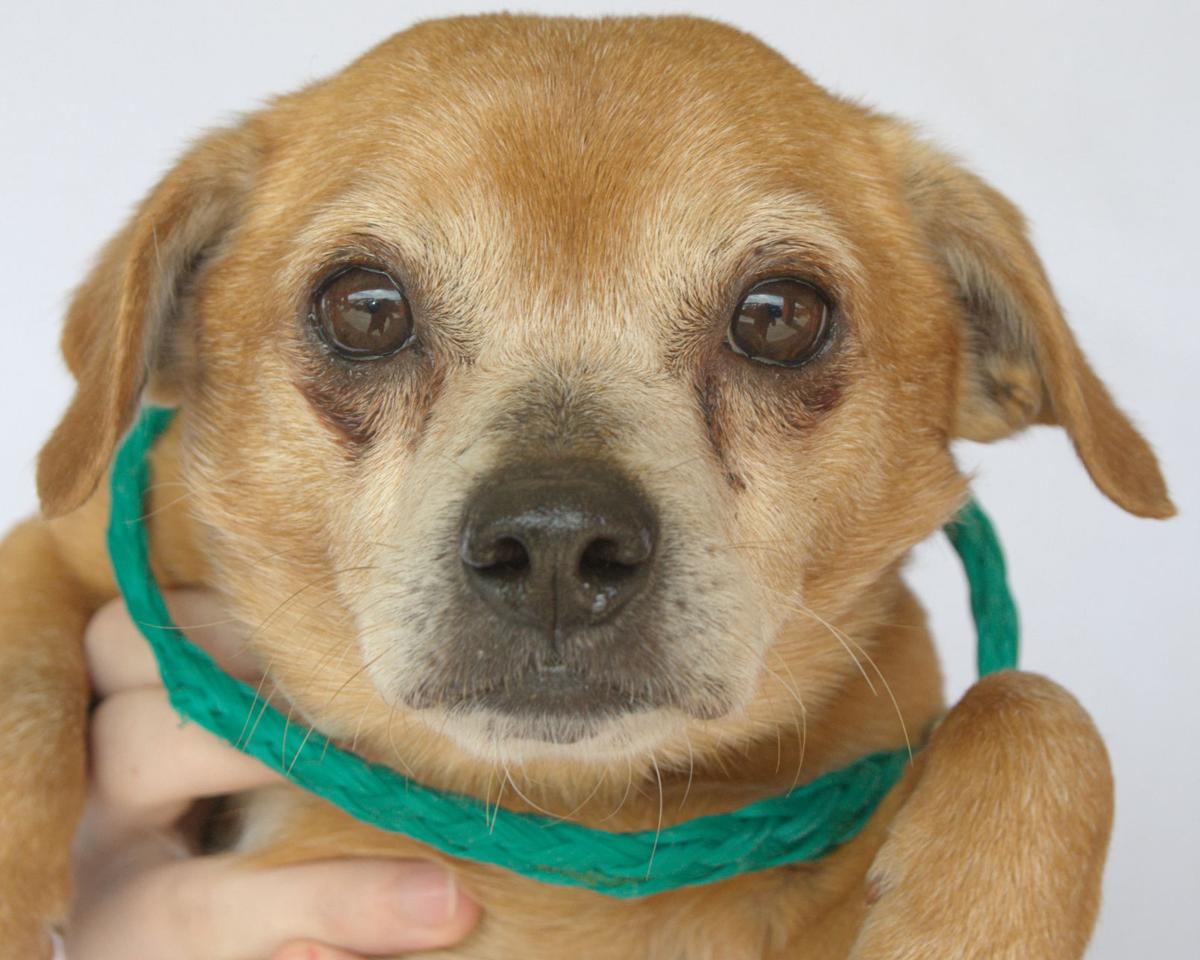 Pets Of The Week May 3 2020 Lifestyle News Journal Com