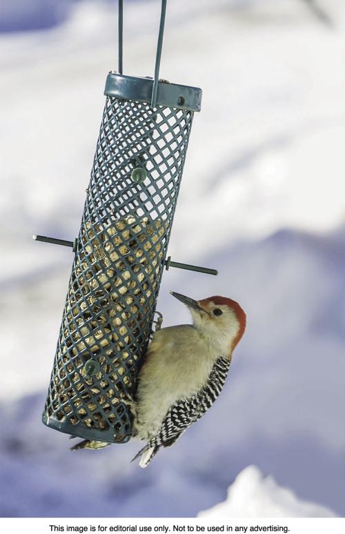 The Different Types Of Bird Feeders News Journal Com