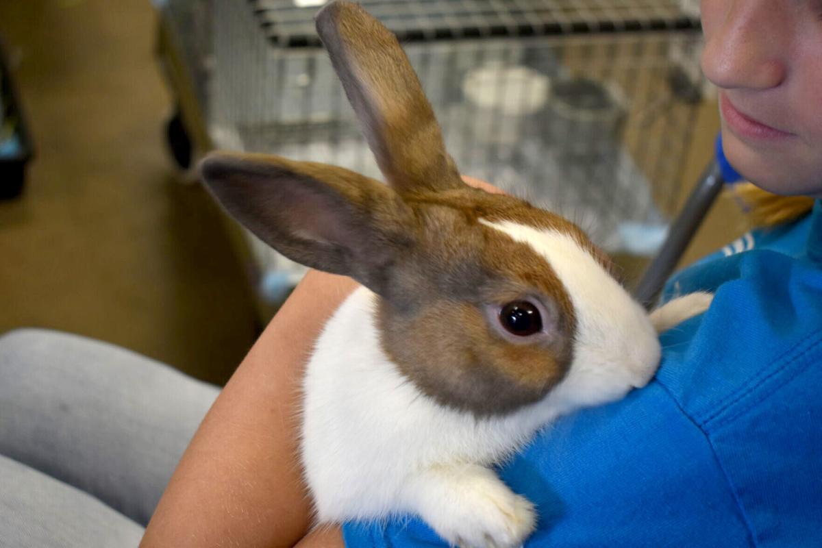 East Texas Rabbit Breeders Association’s Rabbit Show