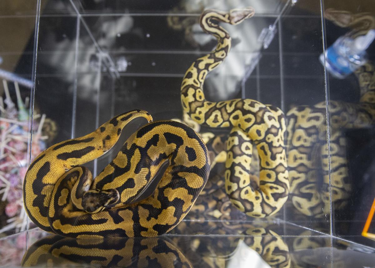 Longview exotic reptile show offers look at alternative pets Local