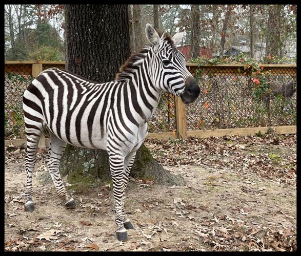 Stripe dream: Animal control surprised to find zebra among donkeys on Longview livestock call | Local News Stripe dream: Animal control surprised to find zebra among donkeys on Longview livestock call | Local News