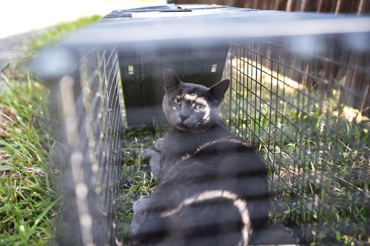 Feral Cats Available From Dallas Area Shelter Help Farmers
