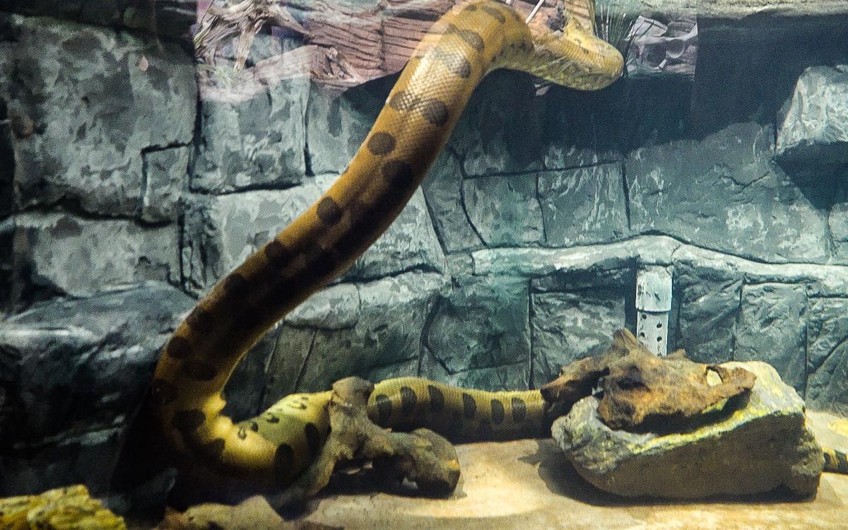 Caldwell Zoo Expands Exhibit For Ana The Anaconda Reptile House