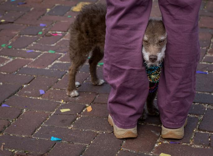 Jefferson Mardi Gras