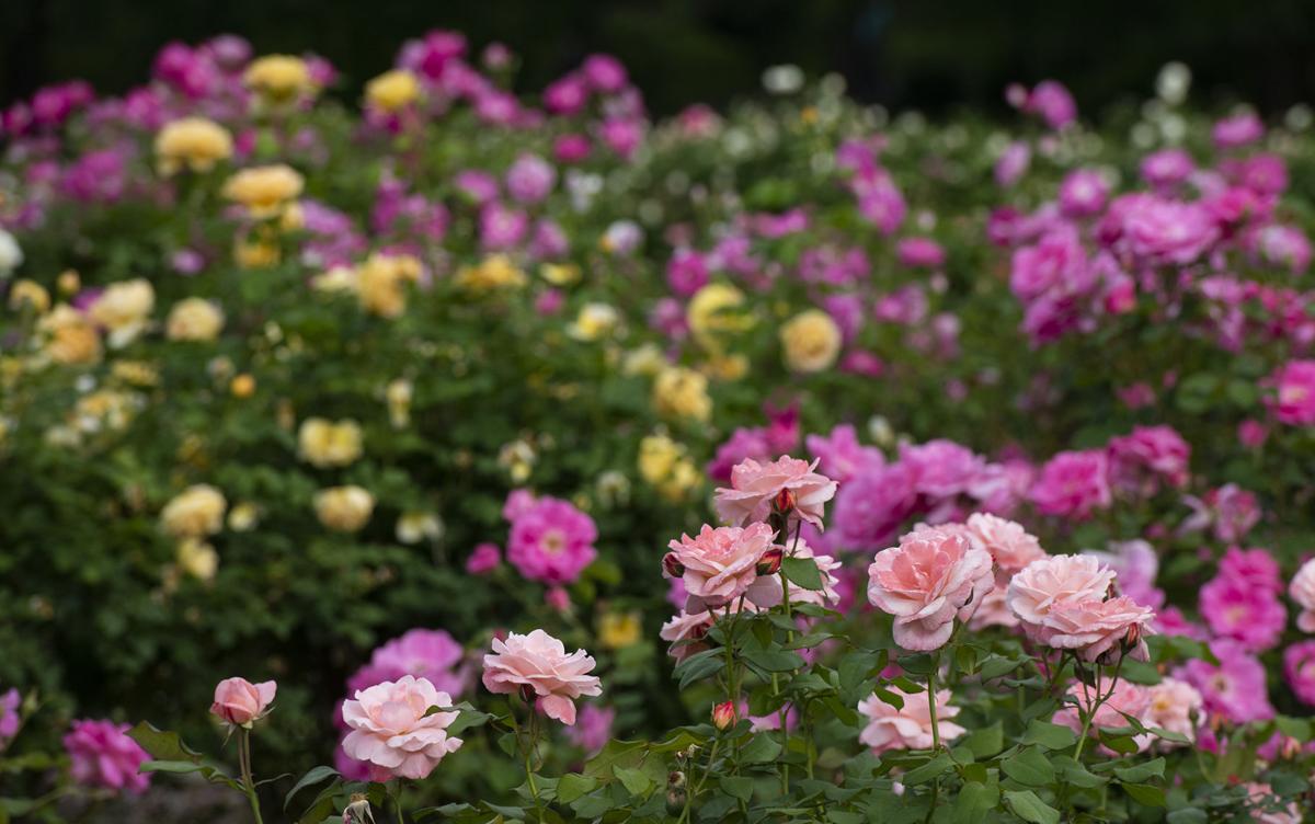 Tyler Rose Garden In Full Bloom Smith News Journal Com