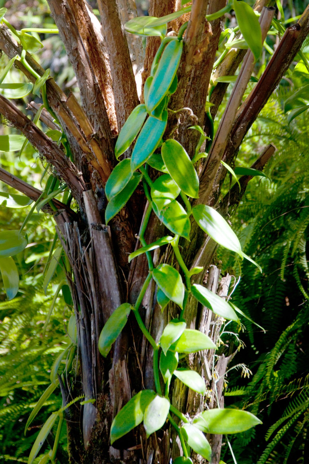 vanilla orchid plant