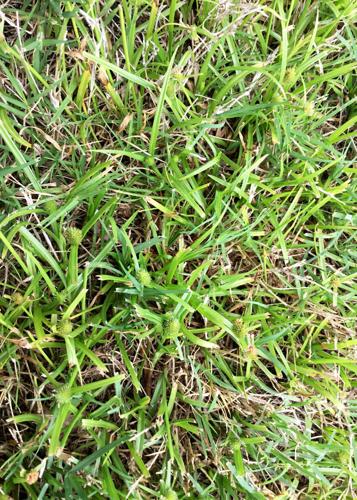 4.27.25 Nutsedge for identification, control.jpg