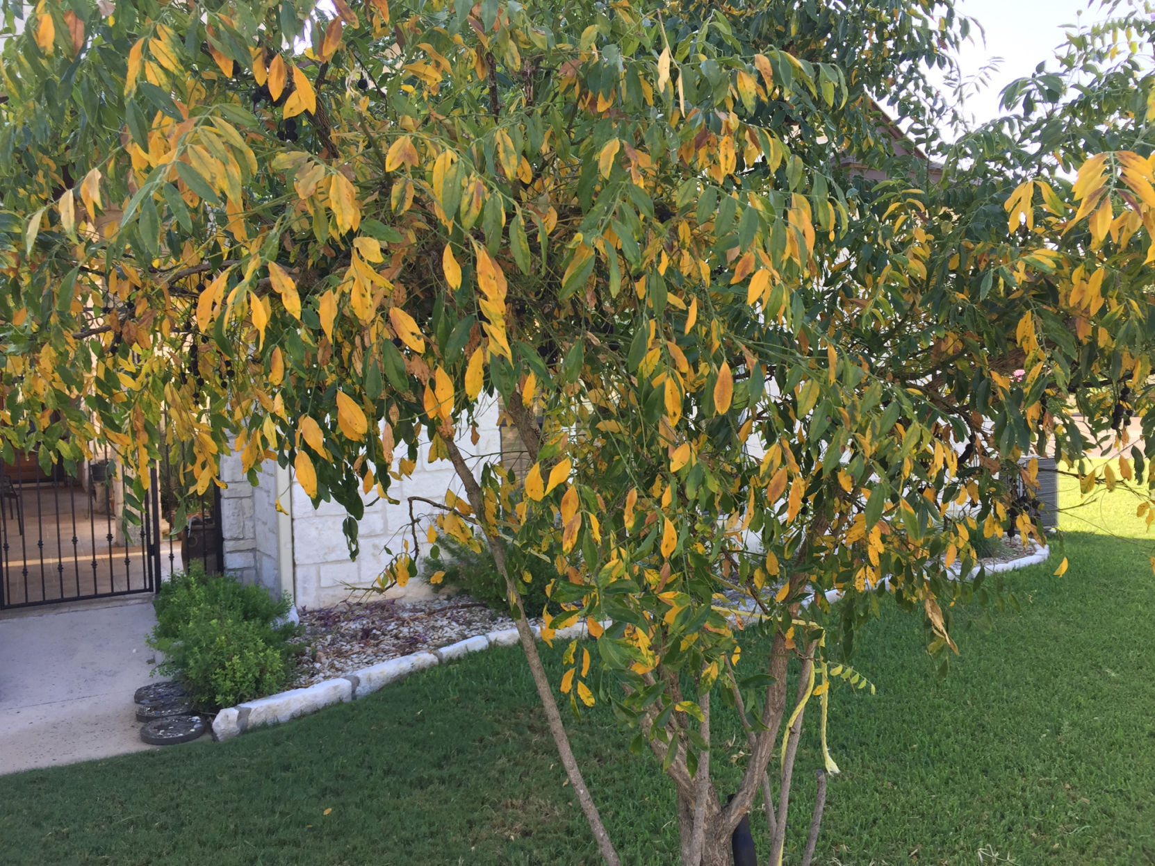 Eve's Necklace Tree | Cross Timbers Urban Forestry Council