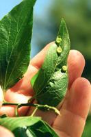 Sperry: Insect galls won't harm your tree