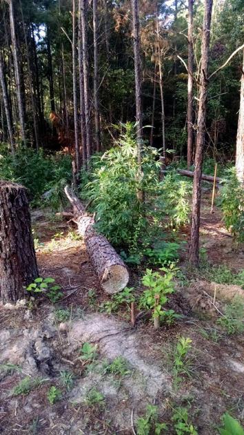 East Texas Marijuana Fields Might Belong To Cartels Police News Journal Com