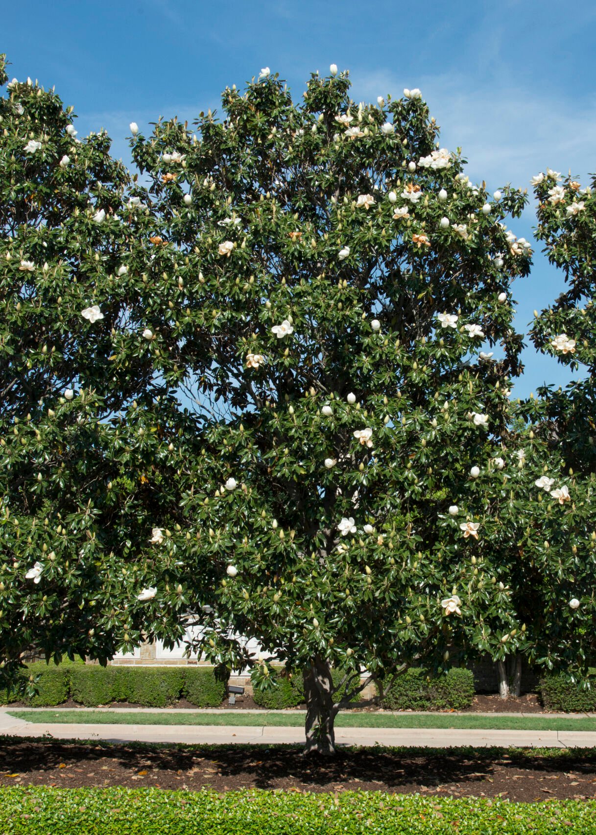 1.27.25 You can see the dense shade a magnolia will cast.jpg