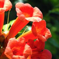 Sperry: Invasion of trumpet vines and what to do with spider lilies