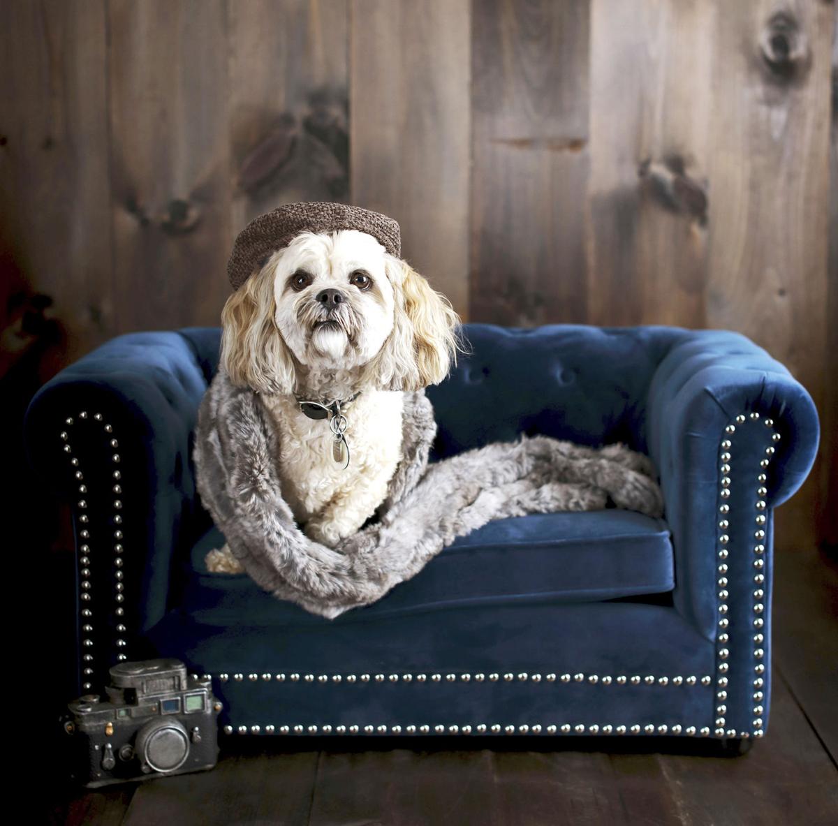 The Latest In Pet Furniture Pieces That Fit A Home S Decor