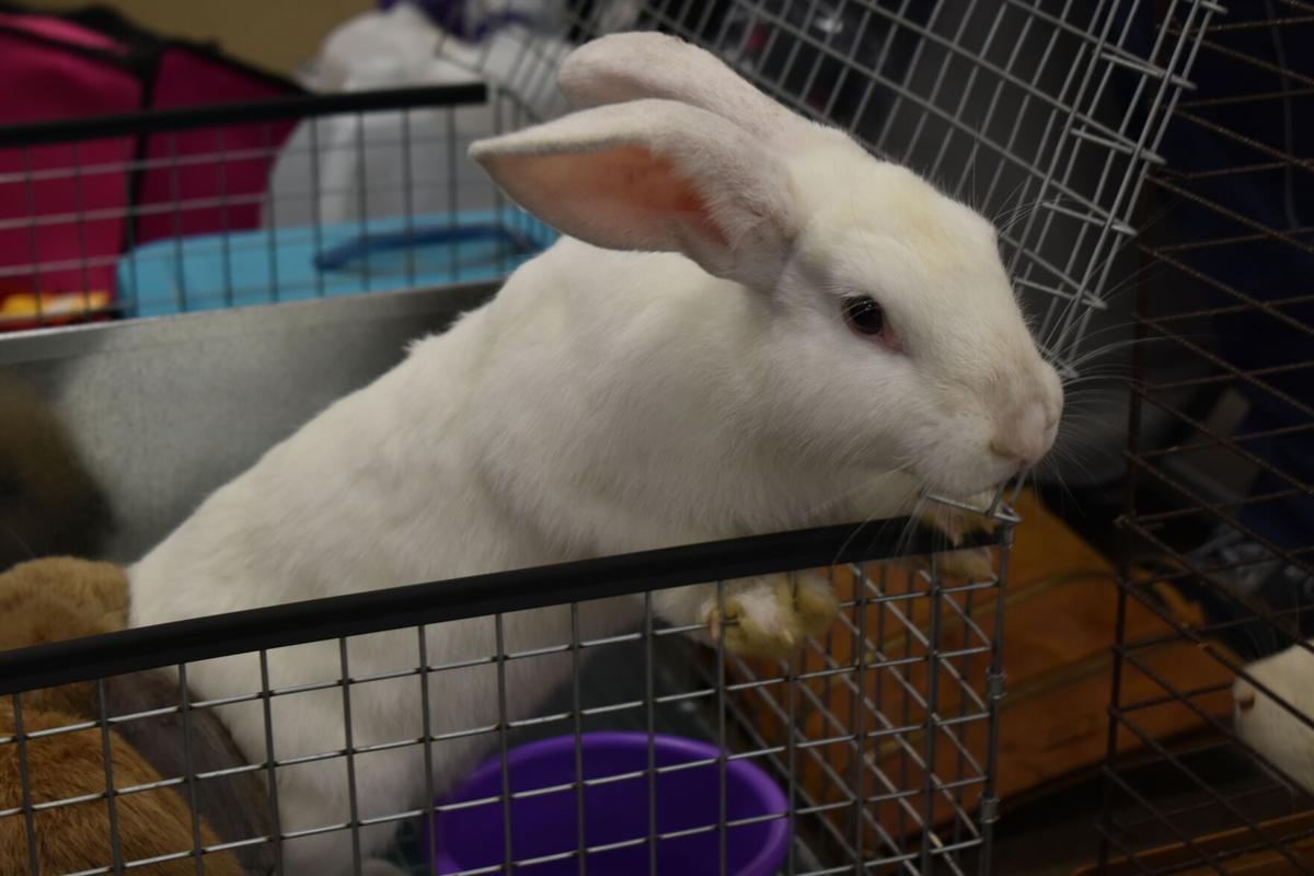 East Texas Rabbit Breeders Association’s Rabbit Show