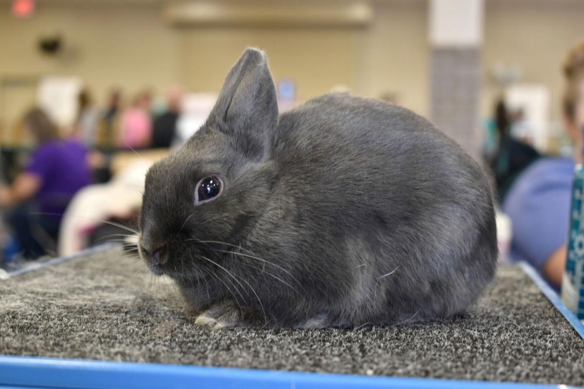 East Texas Rabbit Breeders Association’s Rabbit Show