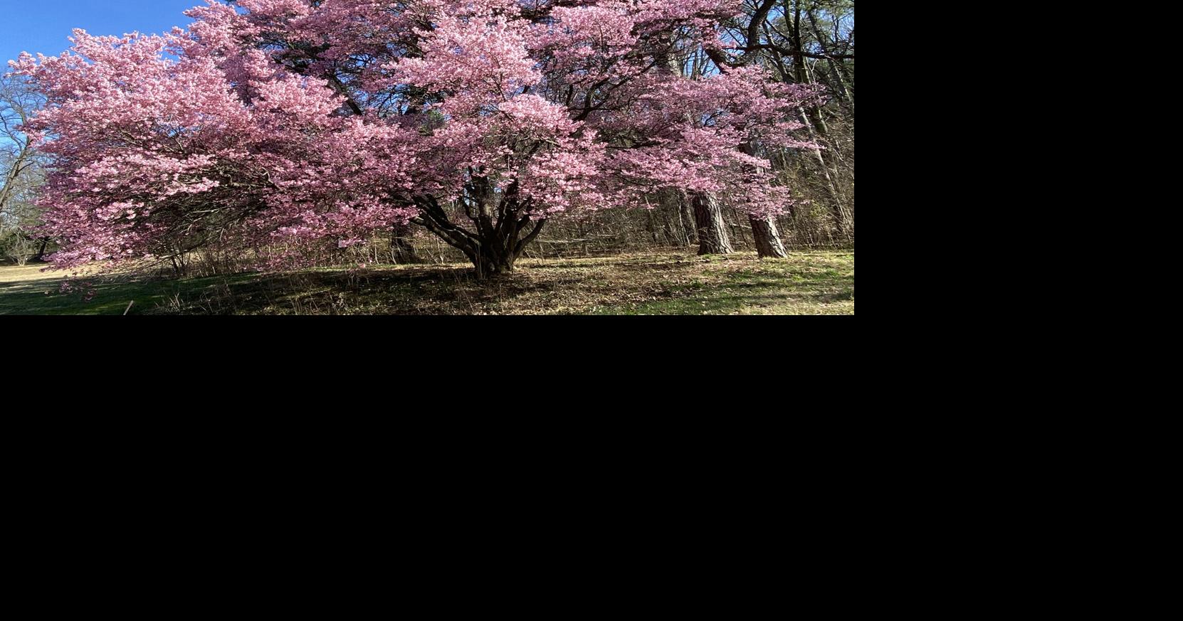 National Cherry Blossom Festival Is Underway And The Blooms Are