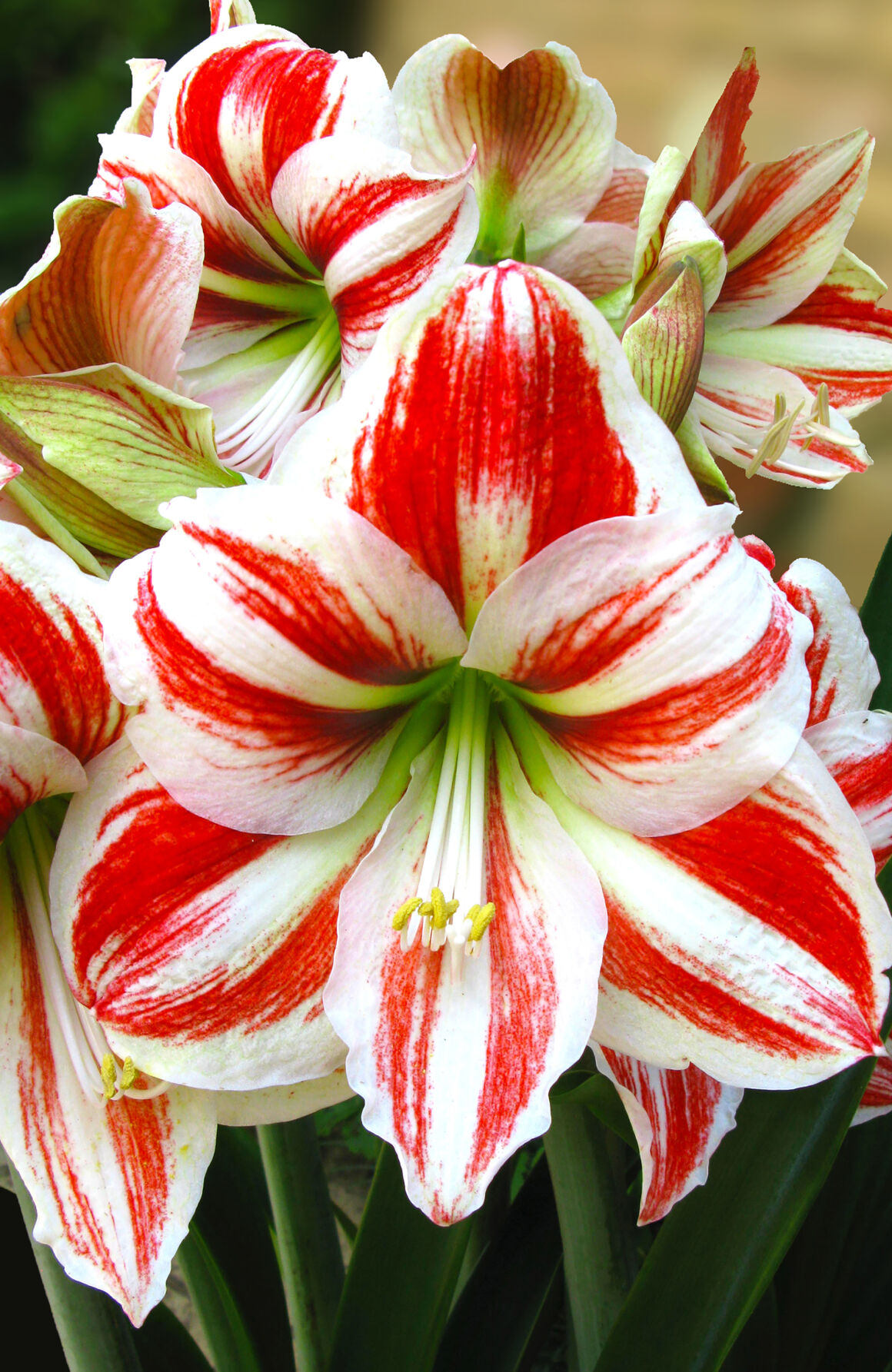 Sperry Simulate Dry Spell To Get Amaryllis To Bloom Sperry News Journal Com