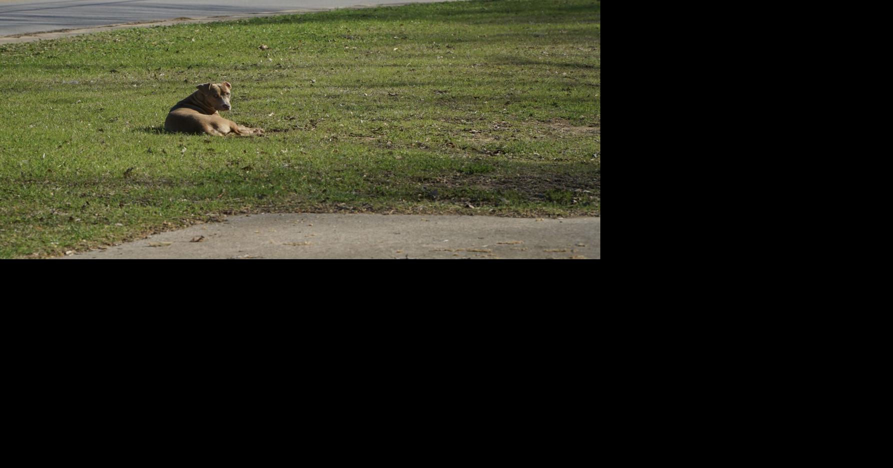 City of Longview committee to suggest changes to dog ordinances, enforcement | Local News