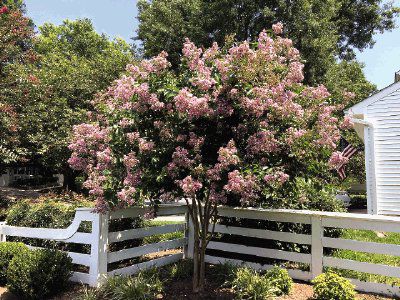 Bottle Trees: Love 'em or Hate 'em! - Neil Sperry's GARDENS