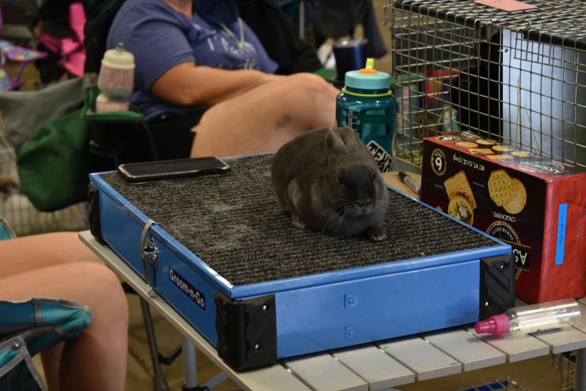 East Texas Rabbit Breeders Association’s Rabbit Show