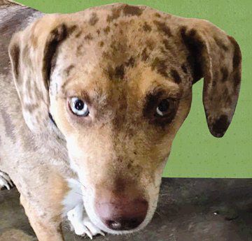 Pets Of The Week Lifestyle News Journal Pets Of The Week