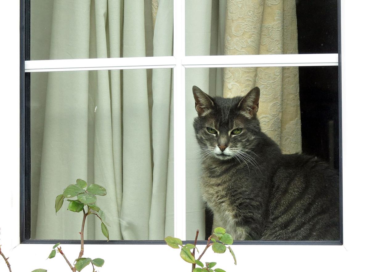 Compelling New Evidence That Your Cat Might Eat Your Corpse