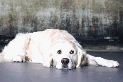 How long do golden retrievers live? The answer could change our  relationship with dogs.