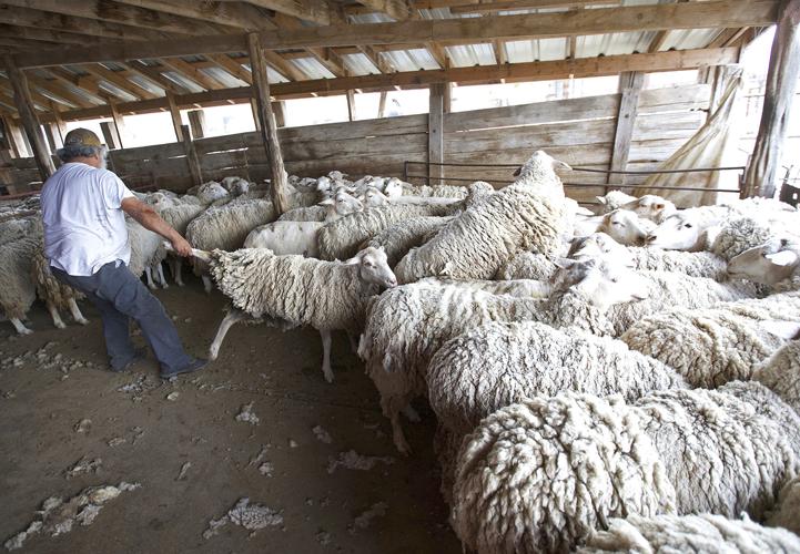 sheep shearing before and after