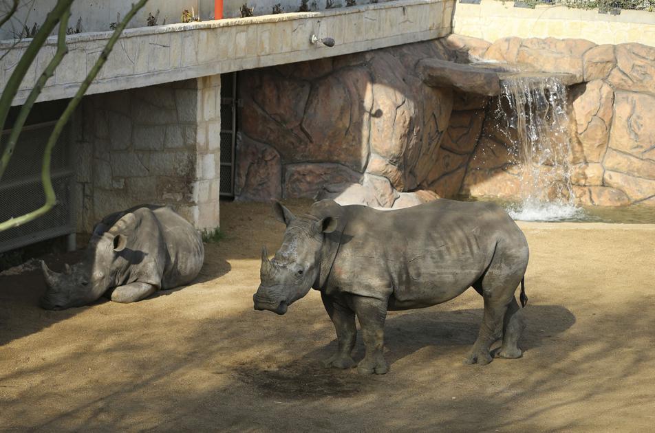 2 Southern White Rhinos Welcomed To San Antonio Zoo Texas News Welcomed To San Antonio Zoo