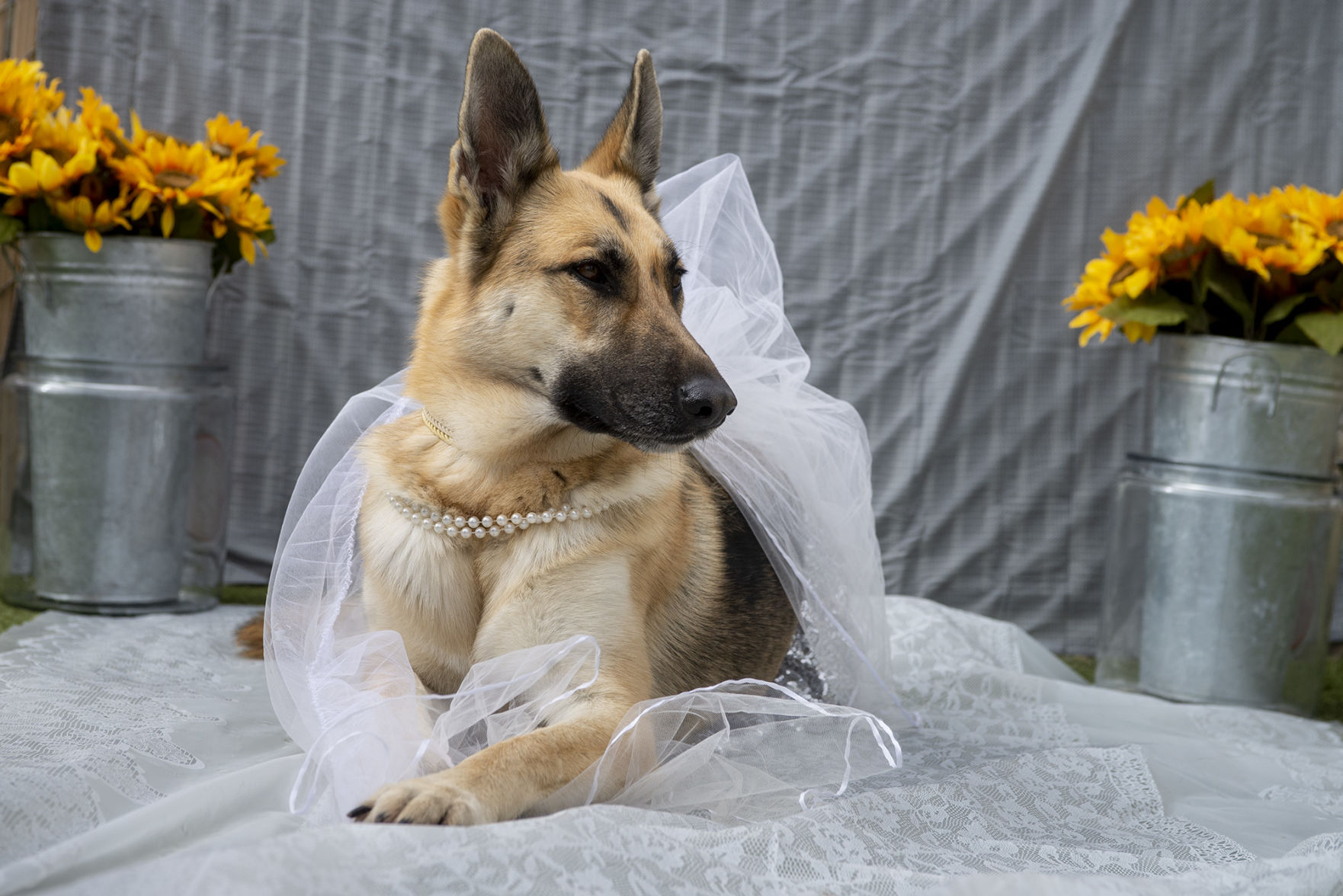 Longview pet resort holds wedding for canine day care mates