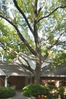 Sperry: Think twice before getting rid of a pecan tree