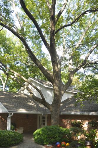 5.26.25 The Sperry house is surrounded by massive pecans.jpg