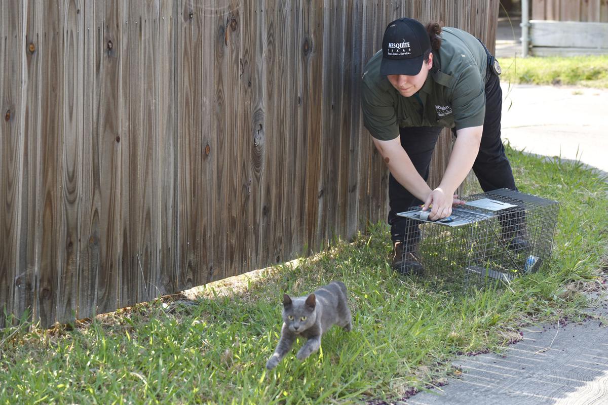 Feral Cats Available From Dallas Area Shelter Help Farmers