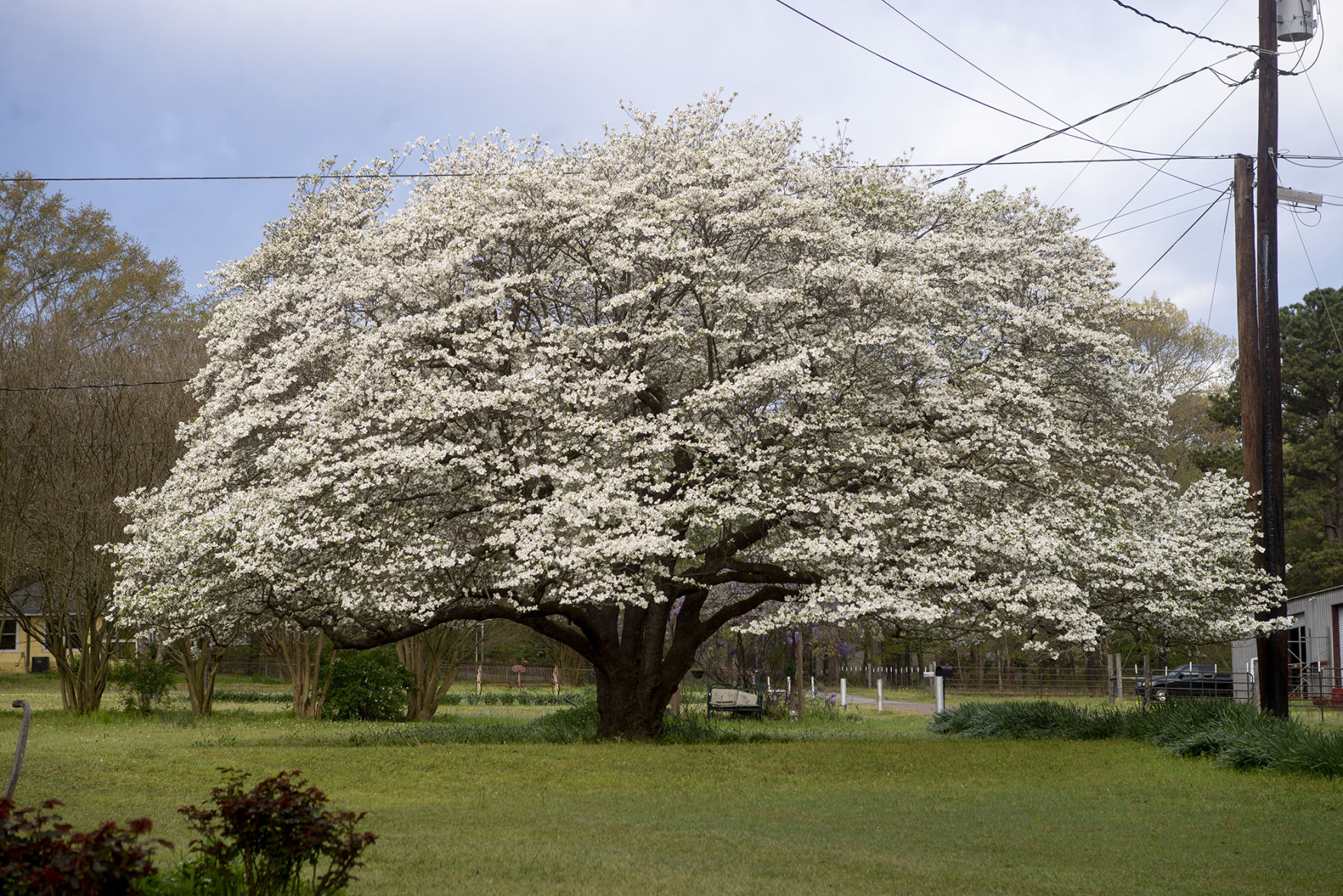 Morris County Woman Boasts State S Largest Recorded Flowering Dogwood Local News News Journal Com