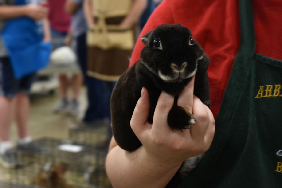 East Texas Rabbit Breeders Association’s Rabbit Show