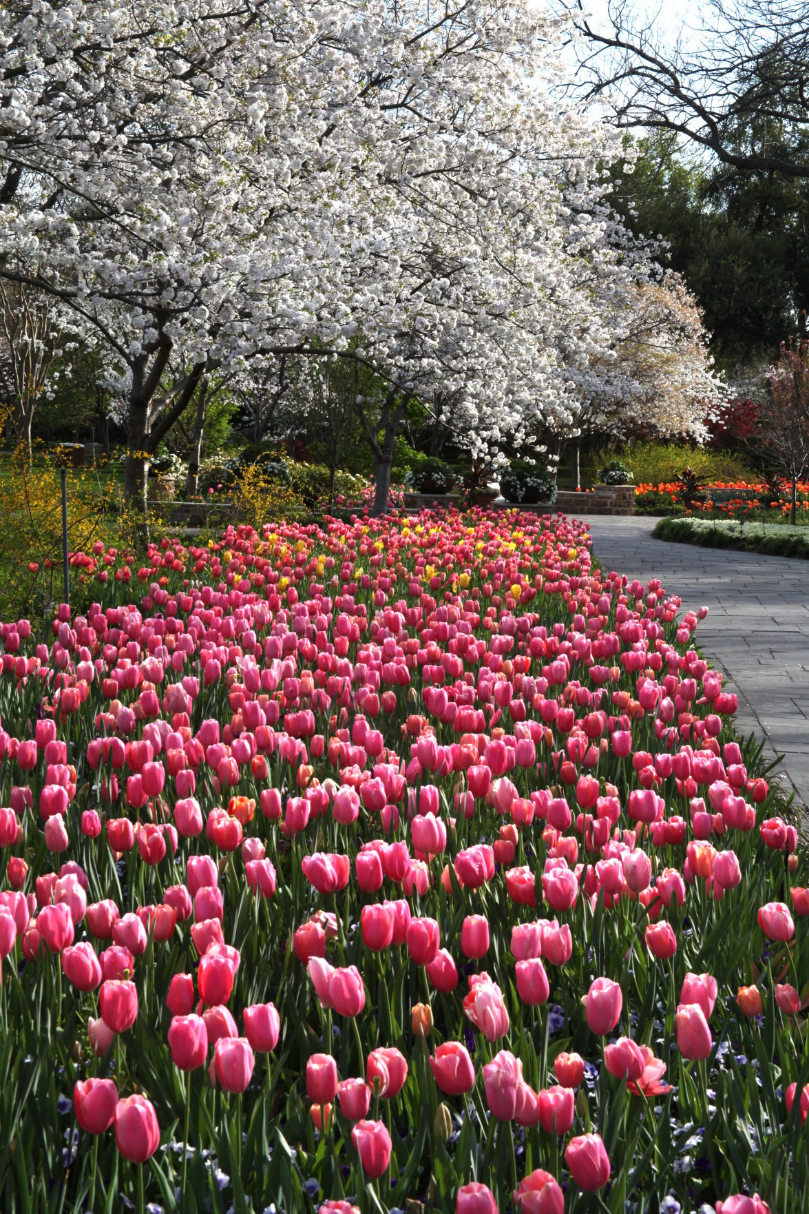 Flower power Dallas area offers picturesque spots for tulip lovers