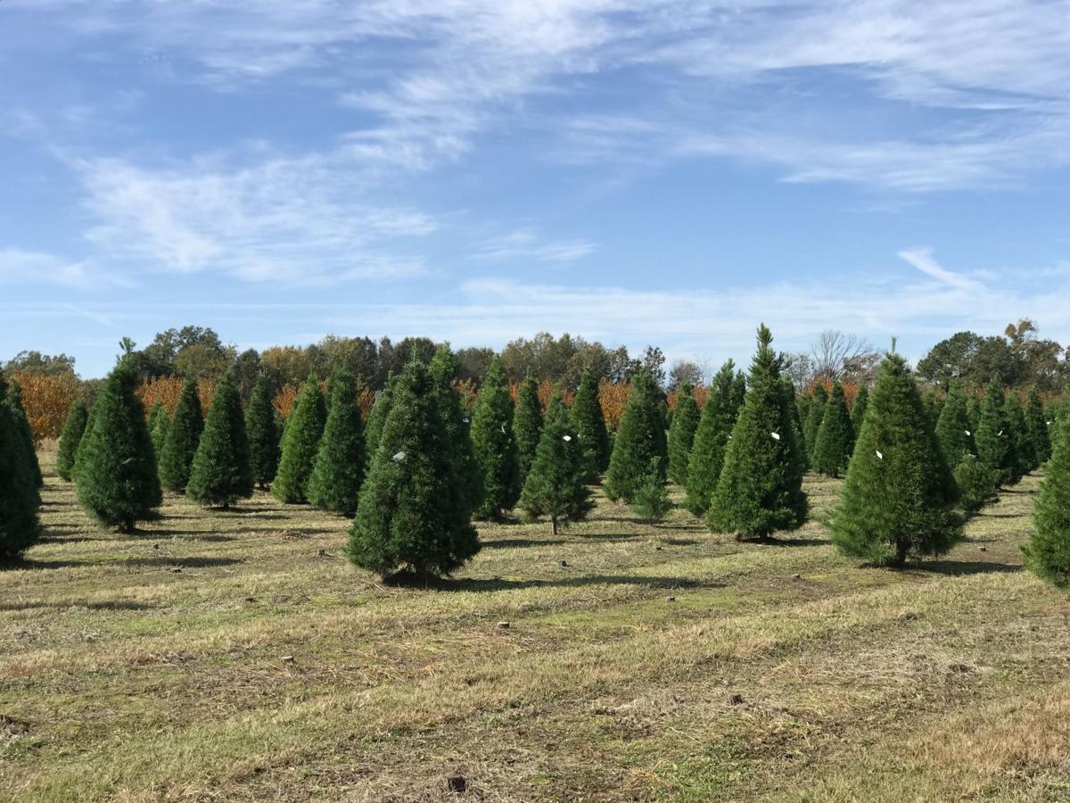 East Texas Christmas tree farms open for business Local News news