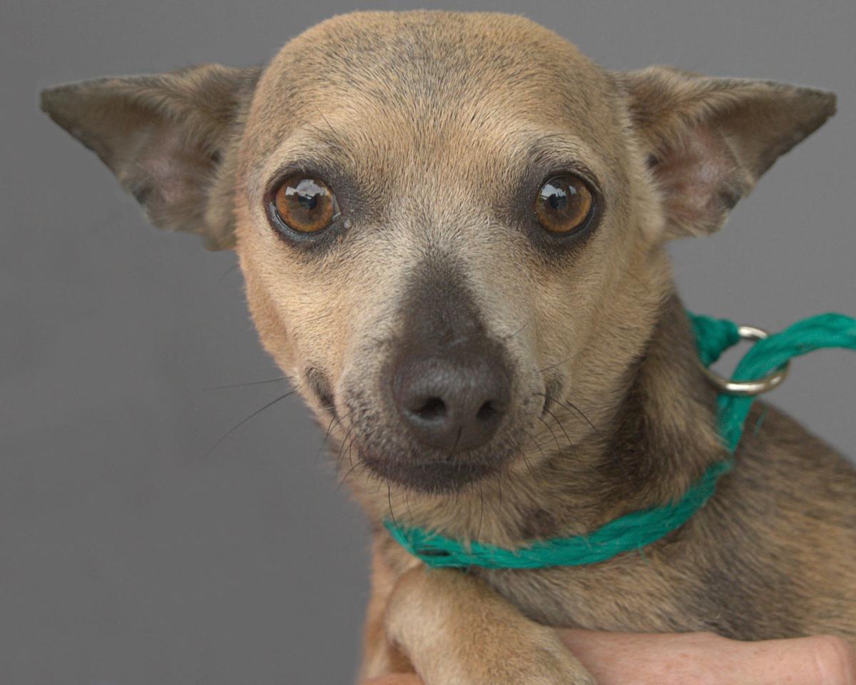 Pets Of The Week May 31 2020 Lifestyle News Journal Com