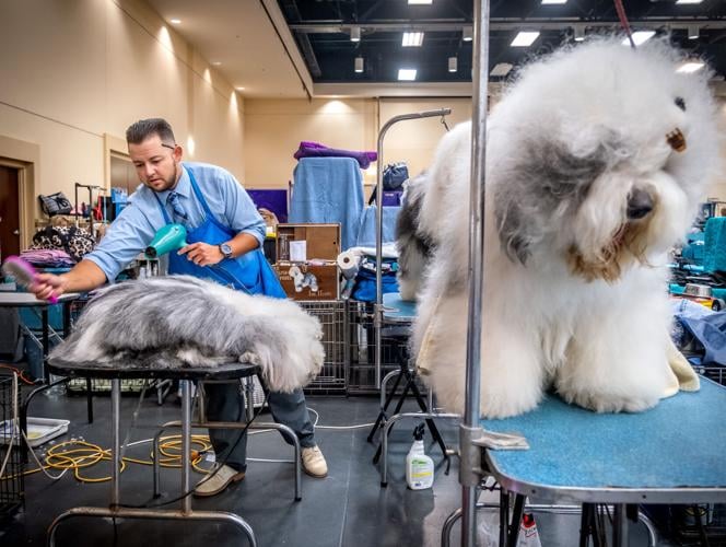 Coronavirus: Kentuckiana Cluster All Breed Dog Show canceled