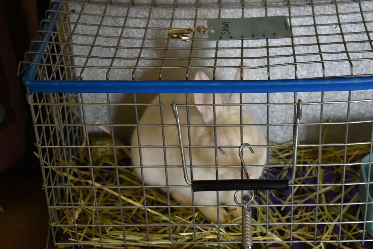 East Texas Rabbit Breeders Association’s Rabbit Show