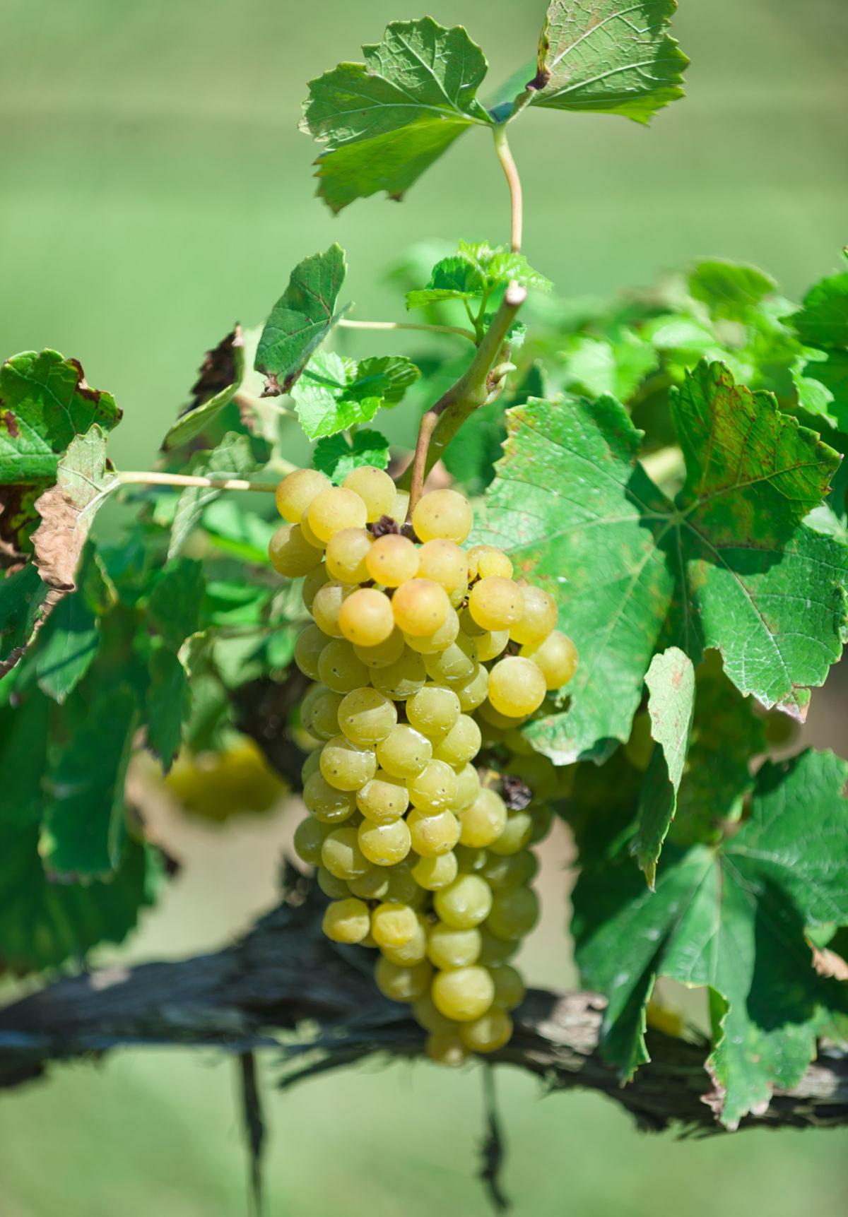 Wine Grape Quality Above Average Despite Challenges In Texas Vineyards Business News Journal Com