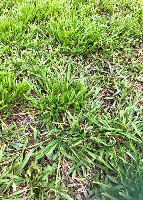 Sperry: Prevent cool season weeds with treatment | @Play | news-journal.com