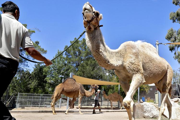 Phoenix Zoo animals lonely due to lack of visitors | Lifestyle |  