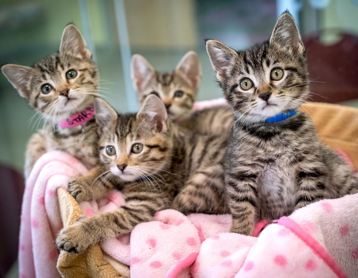Longview Animal Care and Adoption Center.
