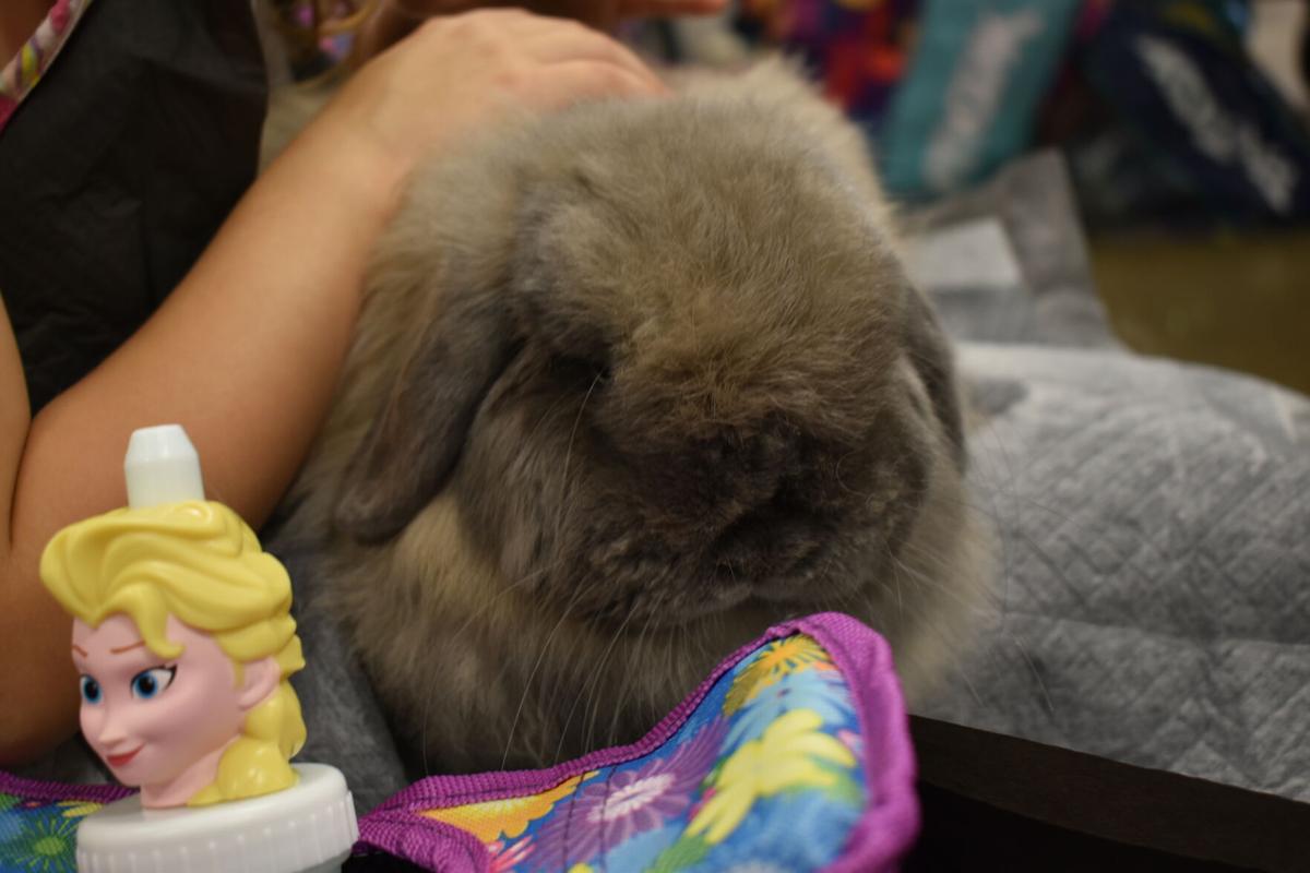 East Texas Rabbit Breeders Association’s Rabbit Show
