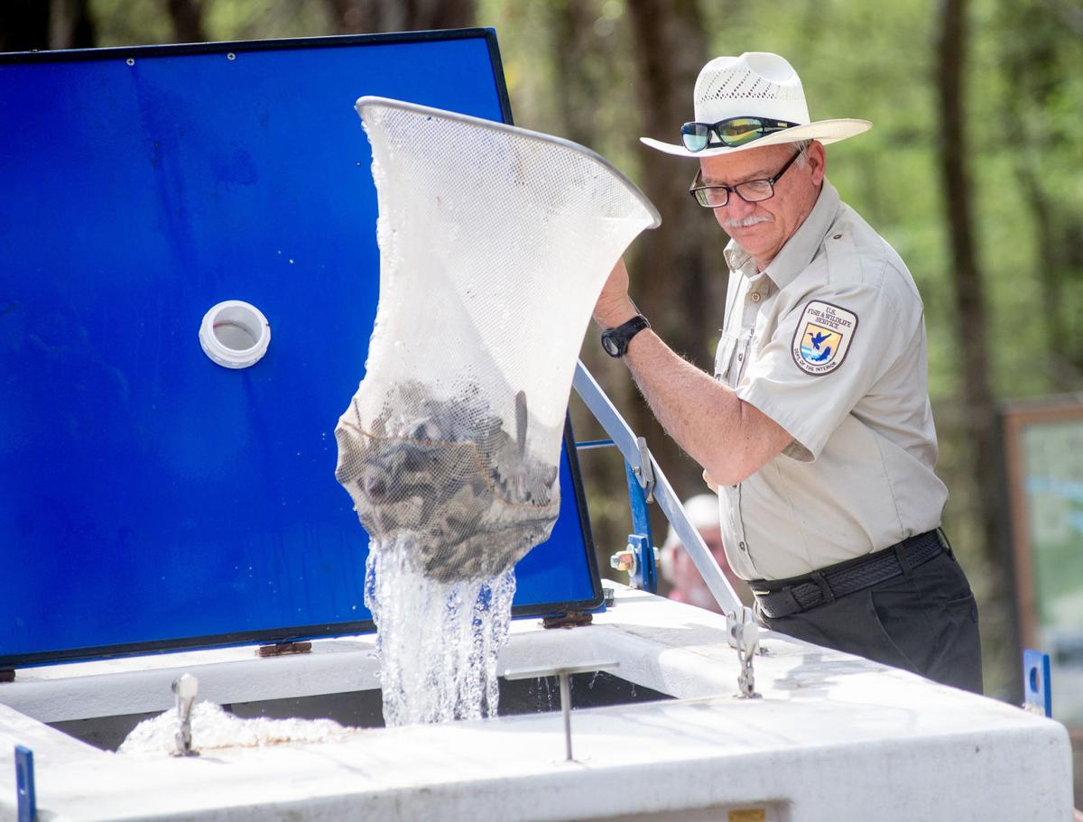 Paddlefish Release