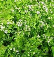 Bateman: Chervil is an overlooked herb