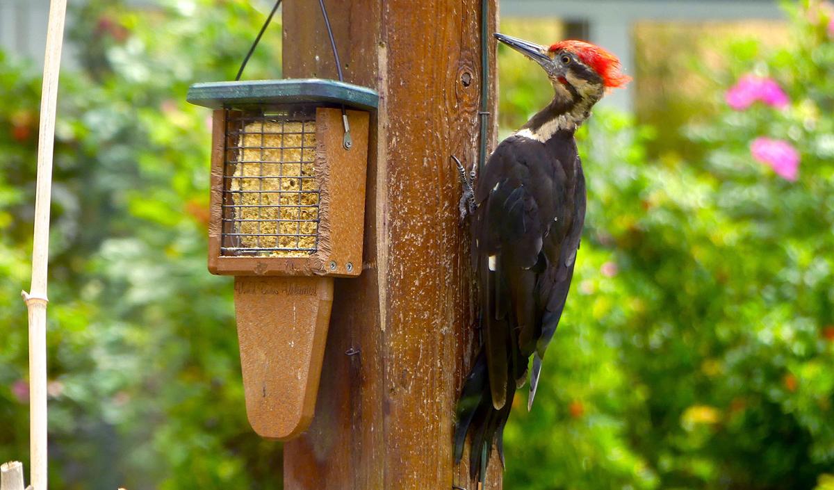 Woodpecker Damage Try Scare Tactics Redirection News Journal Com